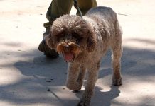 Finti medium promettono di mettere in contatto con cani e gatti defunti, truffa svelata