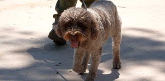 Finti medium promettono di mettere in contatto con cani e gatti defunti, truffa svelata