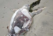 Manfredonia, ritrovata tartaruga “Caretta caretta” senza vita sulla spiaggia di Ippocampo