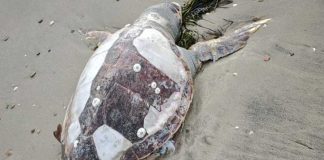 Manfredonia, ritrovata tartaruga “Caretta caretta” senza vita sulla spiaggia di Ippocampo