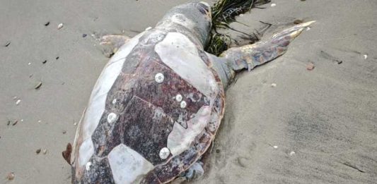 Manfredonia, ritrovata tartaruga “Caretta caretta” senza vita sulla spiaggia di Ippocampo