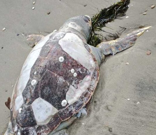 Manfredonia, ritrovata tartaruga “Caretta caretta” senza vita sulla spiaggia di Ippocampo