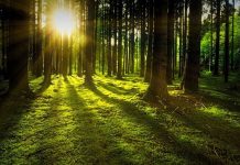 Foresta Umbra, uomo va a caccia di funghi ma sparisce nel nulla