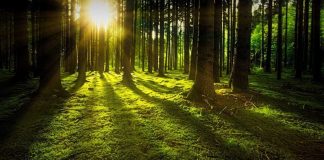 Foresta Umbra, uomo va a caccia di funghi ma sparisce nel nulla